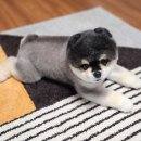 올펫살롱 이미지