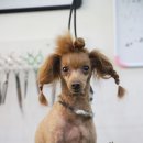 바비펫샵 이미지