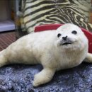 유동물원 이미지