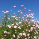 코스모스PC 이미지