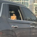 심청농장 | 발레.. 운동 많이 될거야.. 출석률 좋았던 3주치 발레일기