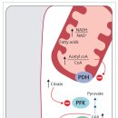 인슐린 저항성, ectopic fat --＞ 케톤생성 식사법 통시적 탐구!! 이미지