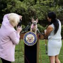 PUPPY HILL'S 이미지