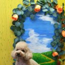 슈가독살롱 이미지