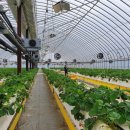 신안농장 이미지