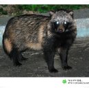 너구리 이미지