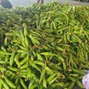 초당하우스 이미지