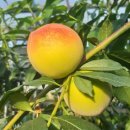 부건농장 이미지