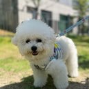 조이풀독 이미지