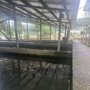 신기2 | 괴산 신기송어장횟집 – 송어회 2kg 먹고 온 솔직 후기 (국립괴산호국원 맛집 추천)