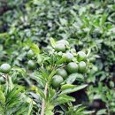 중문그린힐통나무펜션 이미지