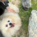 까미농장 | 부산동물보호센터 유기견봉사활동 15