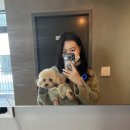 [반려견프로필사진]강아지 사진은 대전 '봉구네사진관'에서