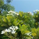 플루메리아 이미지