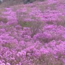 진달래약수터 이미지