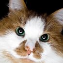 고양이나라 이미지