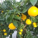 새별농장 이미지