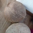코코넛 빈 껍질.. 이미지