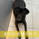 더조은동물의료센터 네이버블로그