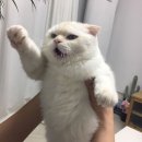 이야옹 이미지
