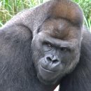 고릴라 이미지