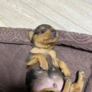 강아지언니 이미지