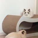 두잇 히든 트랙 보드 고양이 스크래처 비비 루이 솔직 후기