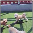 뽀송하개 재워줄개 이미지