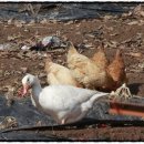 탐관오리 이미지