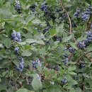 샬롬농장 이미지