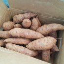 박동호농장 | 해남농장 햇 꿀고구마