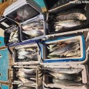 낭만고등어 이미지