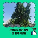 방화마을회관 | 은행나무 제거 방법 및 벌목 비용은