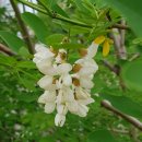 청도매운탕 다슬기 본가 이미지