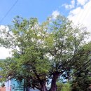 느티나무 이미지