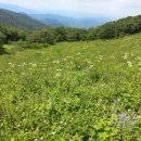 곰배령화원 이미지