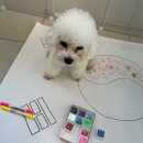 맘바이 루프탑 테라스 강아지 애견호텔 애견유치원 이미지