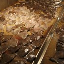 홍어한마리 이미지