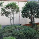 천과나무 이미지