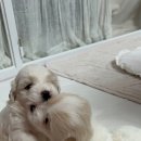 Coton4u 네이버블로그