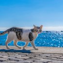 샤인고양이메디컬센터 이미지