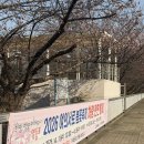 여의서로 | 여의도 벚꽃축제 차량통제, 개화(3.28), 버스우회, 여의도한강공원 애슐리퀸즈 솔직후기