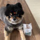 (주)온힐 | 강아지 동결건조사료 추천 : 온힐 내츄럴 패티