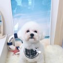 코코바리 이미지