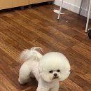 벤자민펫미용학원 이미지