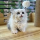 도그마루 강아지 고양이 분양 여주·원주점 이미지