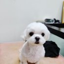 엔조이펫 네이버블로그