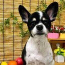 이쁘개귀엽개 이미지