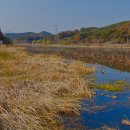 함안 대송리 늪지식물 이미지