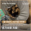 조은이덴탈 | 고양이 만성 구내염 치료 후기, FCGS 줄기세포 치료 후기, 줄기세포 전문 동물병원, 약수역 동물병원...